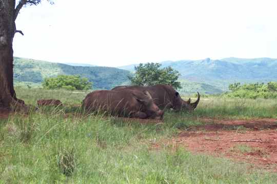 Nashörner im Hluhluwe-Umfolozi Naturreservat